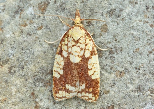 Cenopis ferreana