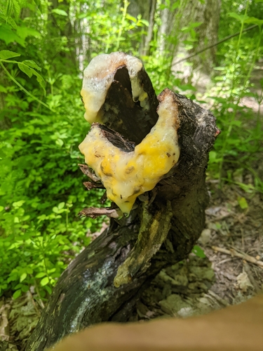 deer vomit
