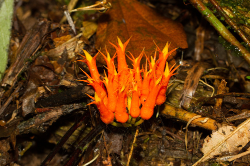 Gurania tubulosa image