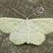 Scopula inductata - Photo (c) Michael King, כל הזכויות שמורות, uploaded by Michael H. King