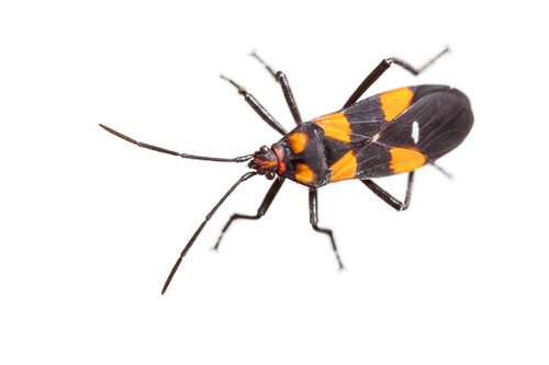 Milkweed Bug (Oncopeltus famelicus) · iNaturalist