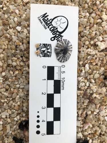 Siphonaria maura
