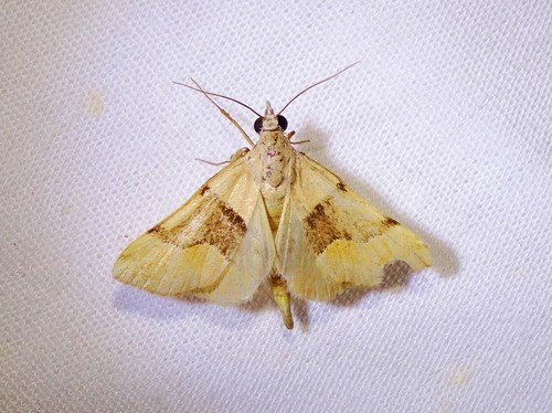 Anvil-wing Moth
