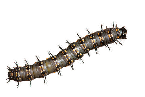 Whitebar Acraea