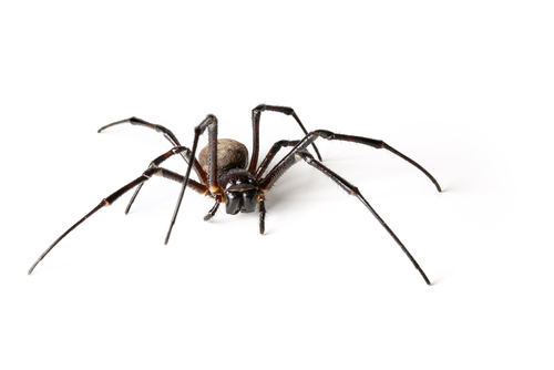 Madagascar Hermit Spider