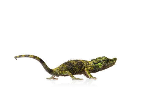 Ranomafana Nosed Chameleon