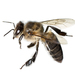 Malagasy Honey Bee - Photo (c) Seneca Park Zoo, all rights reserved