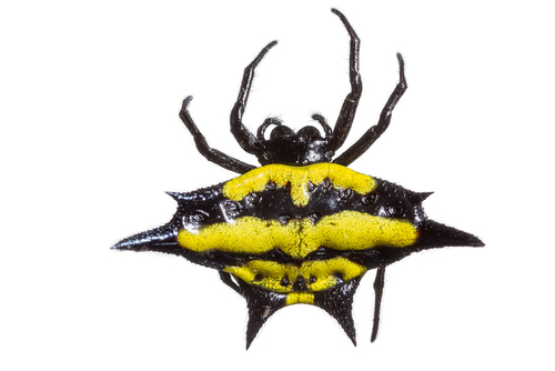 Gasteracantha rhomboidea