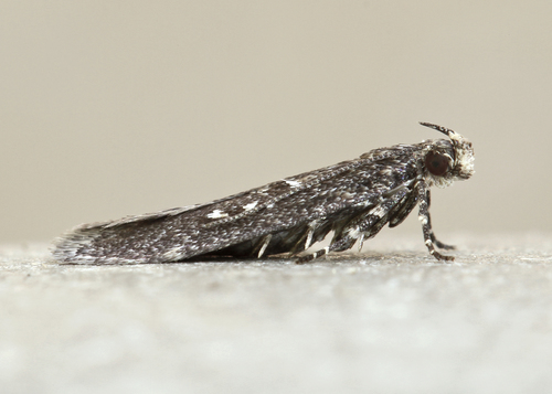 Chionodes flavicorporella