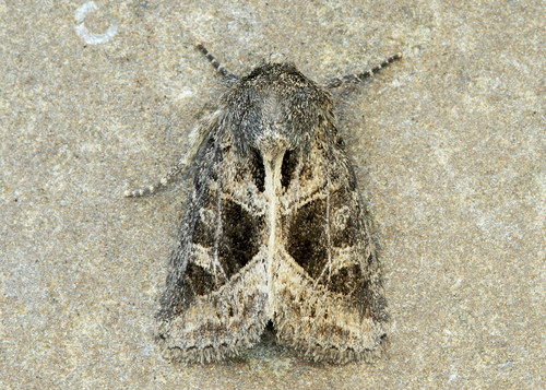obtuse sedge borer