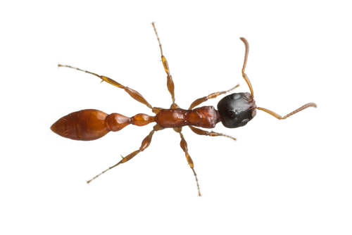 Grandidieri-group Slender Ants (Complex Tetraponera grandidieri ...