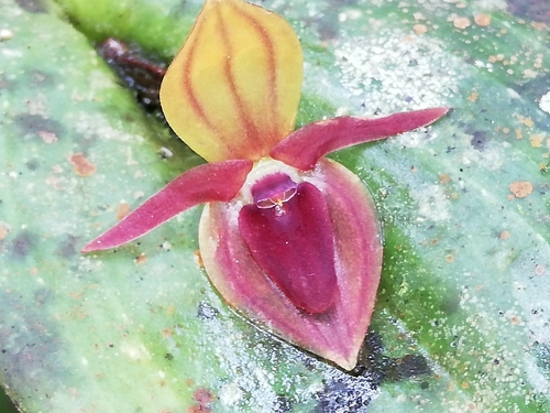 Canidentis Orchid