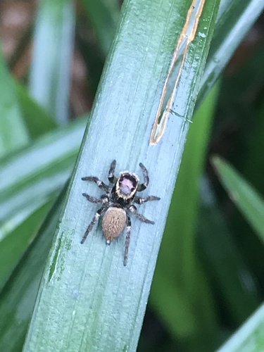 White Banded House Jumper
