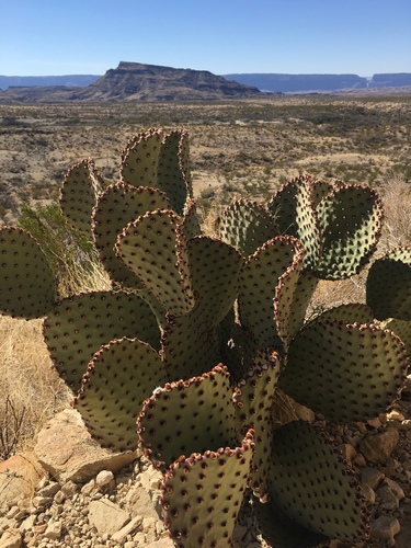 Blind Pricklypear