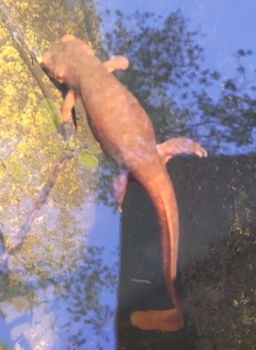 iNaturalist observation photo of Sierra Newt