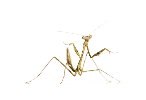 Tisma freyi