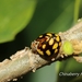 Euhemisphaerius tessellatus - Photo (c) Lijin Huang (紫楝), all rights reserved, uploaded by Lijin Huang (紫楝)