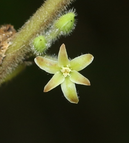 Glochidion moonii