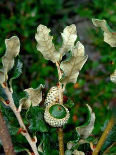 Coahuila Scrub Oak