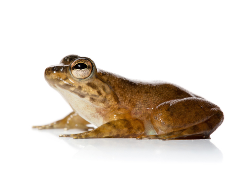 Grandidier's Madagascar Frog