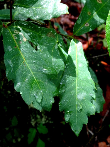 Quercus toxicodendrifolia