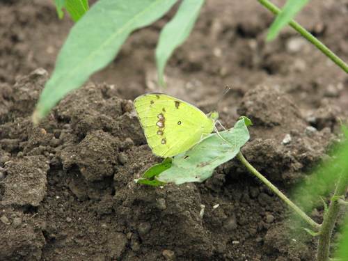 White Orange Tip