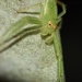 Long Green Crab Spider - Photo (c) Suzanne and Jim, all rights reserved, uploaded by Suzanne and Jim