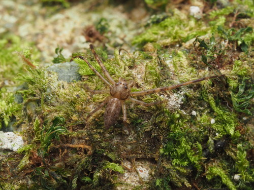 Truncated Tmarus (Tmarus truncatus) · iNaturalist