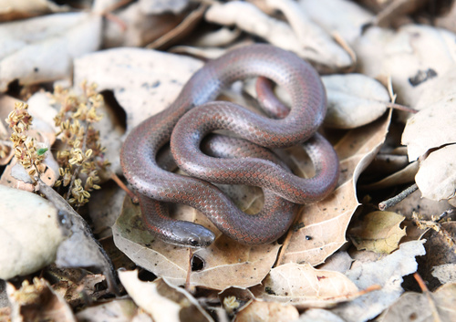 Forest Sharp-tailed Snake