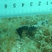 Observation photo