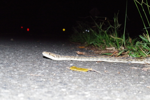 Australian Scrub Python sighting