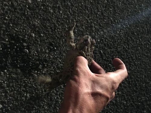 iNaturalist observation photo of Western Toad