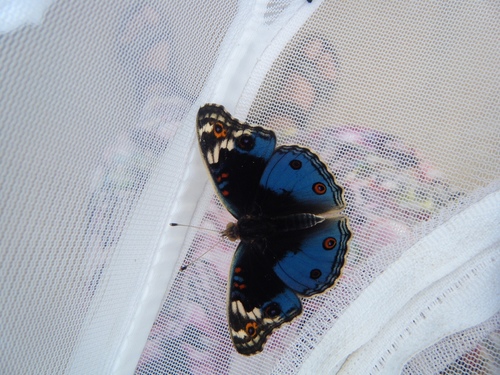 African Blue Pansy