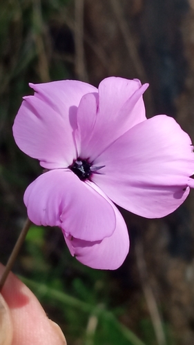 Eudianthe coeli-rosa (L.) Fenzl ex Endl.