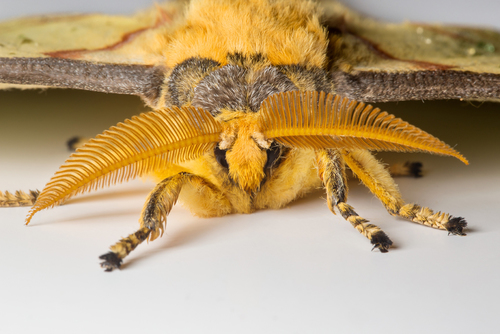 Madagascan Moon Moth