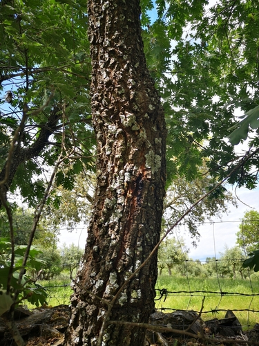 Pyrenean Oak