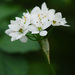 Allium subhirsutum - Photo (c) Tig, todos los derechos reservados, uploaded by Tig