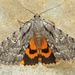 Habilis Underwing - Photo (c) David Beadle, all rights reserved, uploaded by David Beadle