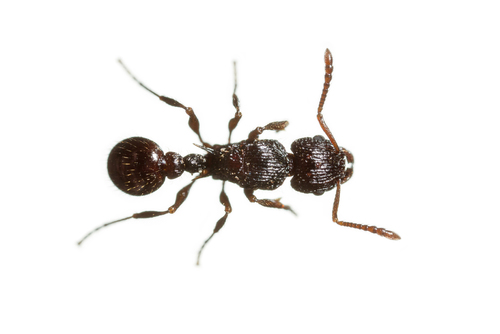 Tetramorium andohahelaTetramorium andohahela