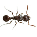 Tortuosum-group Fierce Ants - Photo (c) Seneca Park Zoo, all rights reserved, uploaded by Seneca Park Zoo
