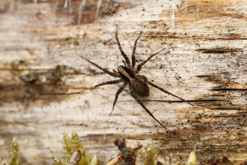 Pardosa saltans