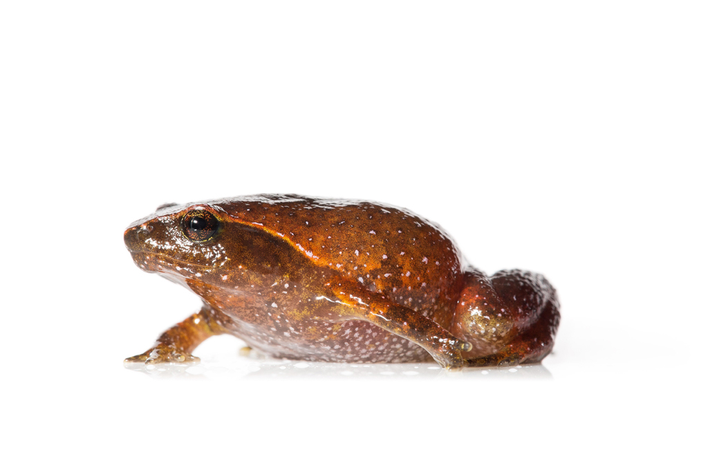 Betsileo Digging Frog (Plethodontohyla brevipes)