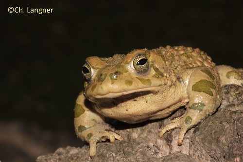 African Green Toad