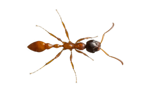 格氏细长蚁Tetraponera grandidieri