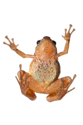 Malagasy Climbing Rain Frog