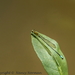 Acanthagrion ascendens - Photo (c) nancynorman, all rights reserved, uploaded by nancynorman