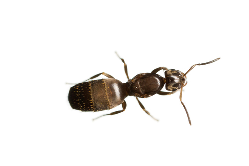 Brachymyrmex cordemoyiBrachymyrmex cordemoyi