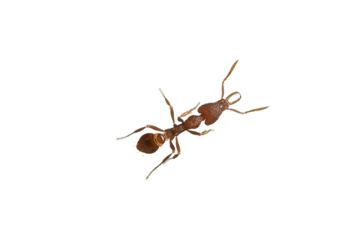 Strumigenys origoStrumigenys origo