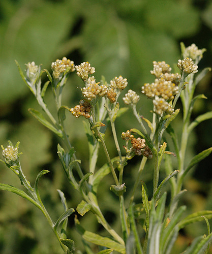 Pseudognaphalium undulatum