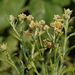 Cape Cudweed - Photo (c) Tig, all rights reserved, uploaded by Tig